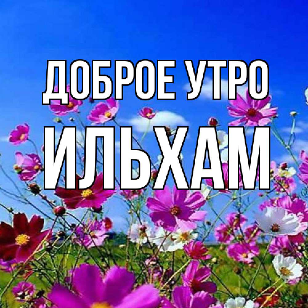 Открытка на каждый день с именем, Ильхам Доброе утро сиреневые цветы Прикольная открытка с пожеланием онлайн скачать бесплатно 
