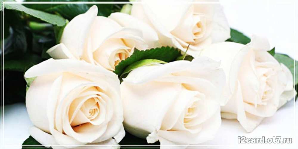 Открытка на каждый день с именем, шалунишка С днем рождения открытка с красивыми белыми розами для родных Прикольная открытка с пожеланием онлайн скачать бесплатно 