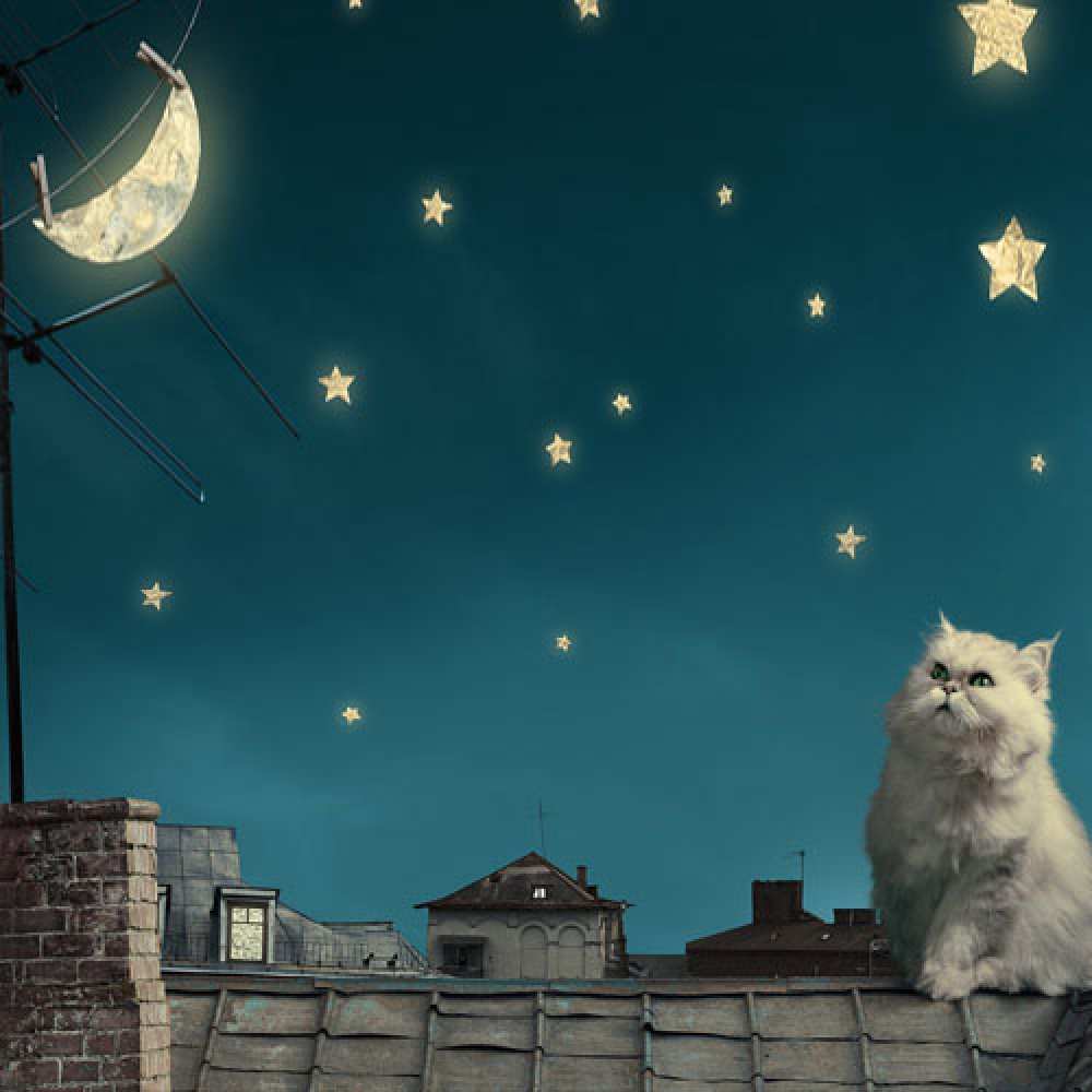 Открытка на каждый день с именем, Ратибор Спокойной ночи белый кот сидит на крыше Прикольная открытка с пожеланием онлайн скачать бесплатно 
