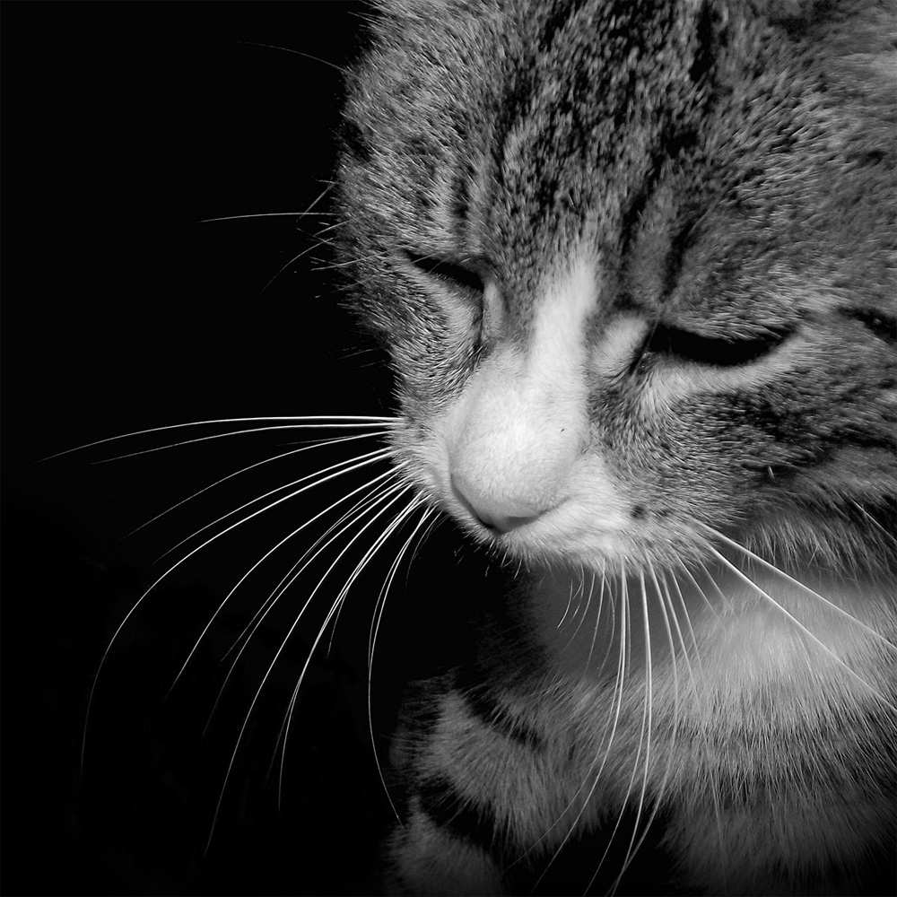 Открытка на каждый день с именем, Динара Не грусти грустный котик Прикольная открытка с пожеланием онлайн скачать бесплатно 