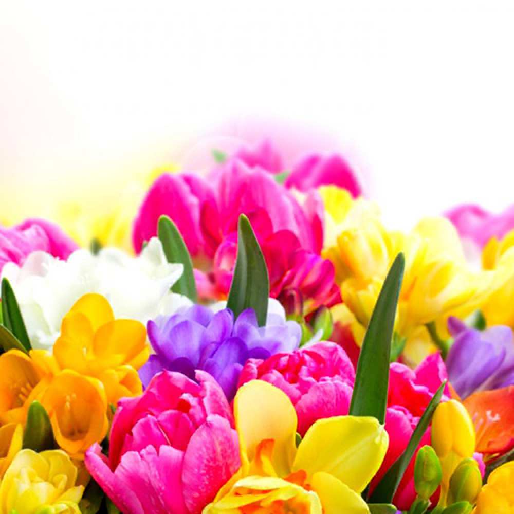 Открытка на каждый день с именем, Любимка C 8 МАРТА тюльпаны Прикольная открытка с пожеланием онлайн скачать бесплатно 