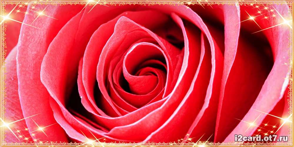 Открытка на каждый день с именем, Чудесная С днем рождения розовая роза очень крупный бутон Прикольная открытка с пожеланием онлайн скачать бесплатно 