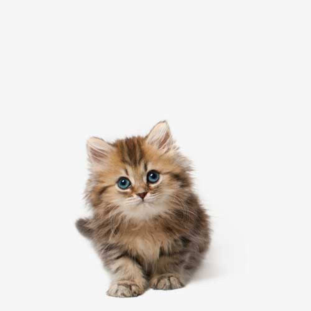 Открытка на каждый день с именем, Георгий Спасибо пушистый котик Прикольная открытка с пожеланием онлайн скачать бесплатно 
