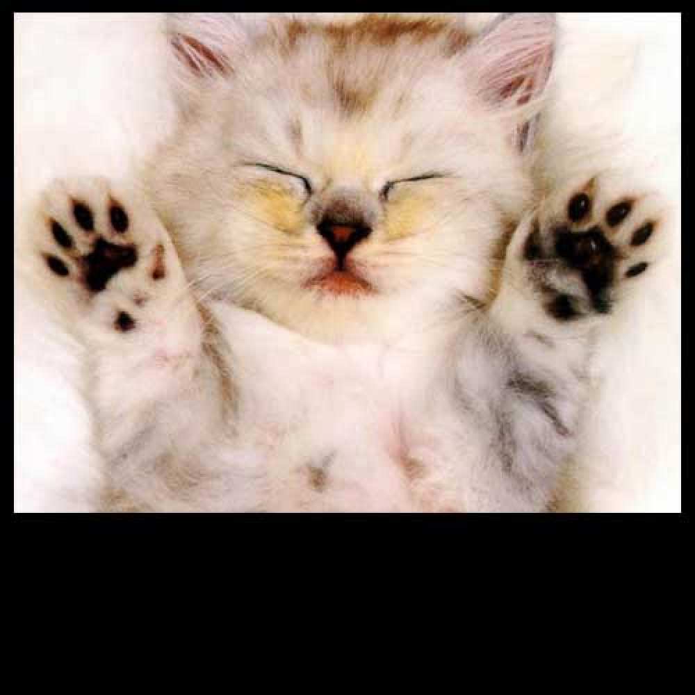 Открытка на каждый день с именем, Малюска Спасибо маленький котенок Прикольная открытка с пожеланием онлайн скачать бесплатно 
