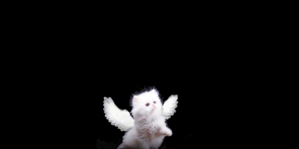 Открытка на каждый день с именем, Рустам Ты мой ангел Кот ангел Прикольная открытка с пожеланием онлайн скачать бесплатно 