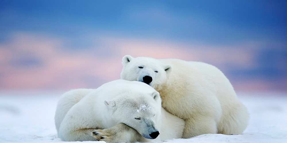Открытка на каждый день с именем, Лучшая Спокойной ночи белые медведи спят в обнимку Прикольная открытка с пожеланием онлайн скачать бесплатно 