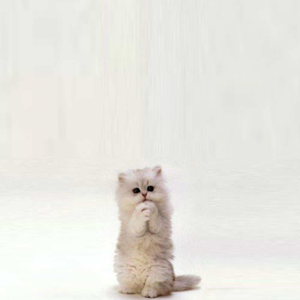 Открытка на каждый день с именем, Тарталетка Не грусти грустный кот Прикольная открытка с пожеланием онлайн скачать бесплатно 