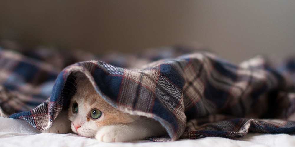 Открытка на каждый день с именем, Фома Выздоравливай не болейте с котиком Прикольная открытка с пожеланием онлайн скачать бесплатно 