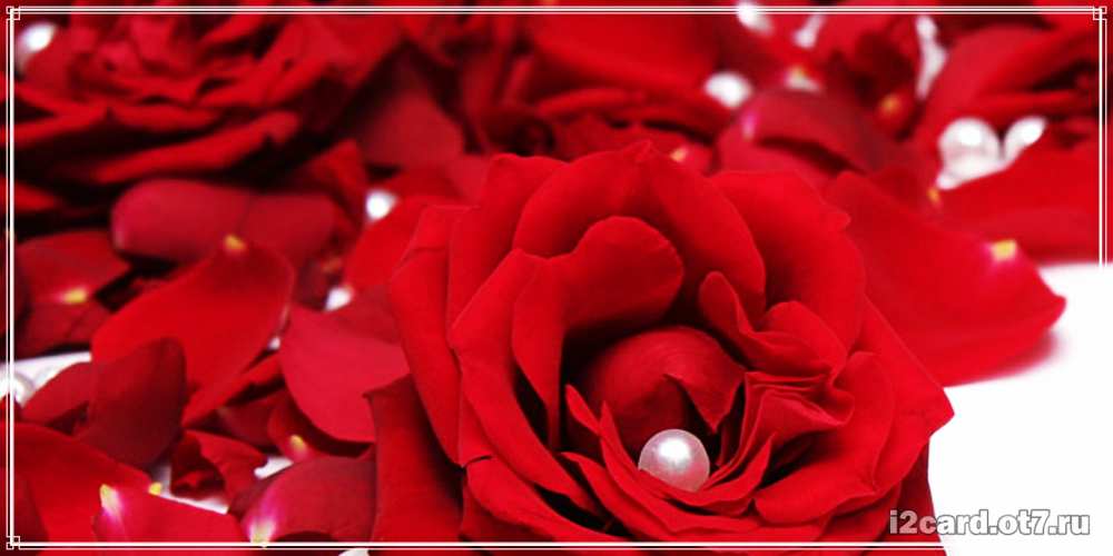 Открытка на каждый день с именем, Геннадий С днем рождения роза с жемчужиной на открытке для любимых Прикольная открытка с пожеланием онлайн скачать бесплатно 