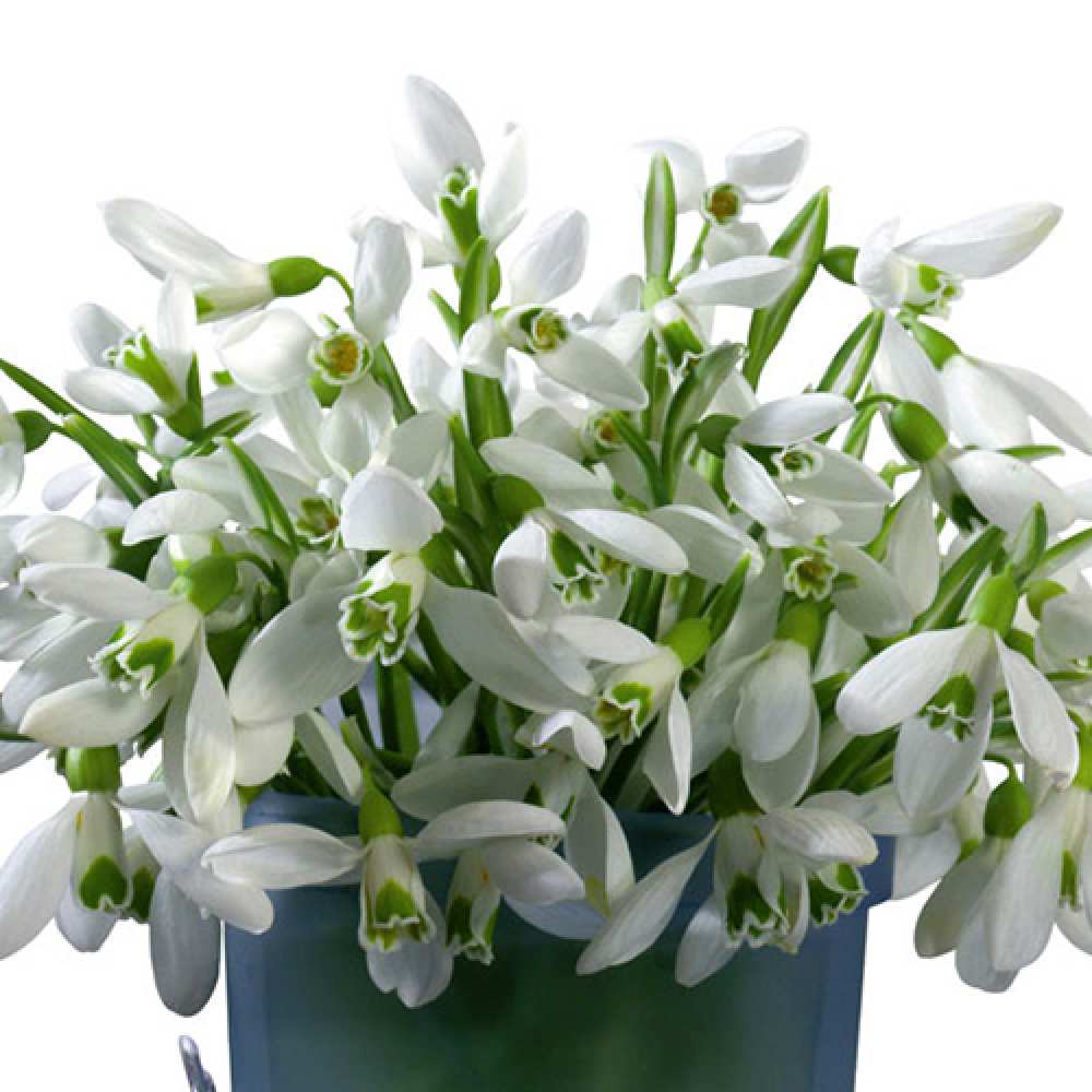 Открытка на каждый день с именем, Геннадий C 8 МАРТА цветы к международному женскому дню Прикольная открытка с пожеланием онлайн скачать бесплатно 