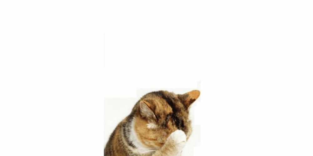 Открытка на каждый день с именем, радость Прости меня кот Прикольная открытка с пожеланием онлайн скачать бесплатно 