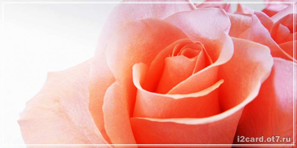 Открытка на каждый день с именем, Анисья С днем рождения розы для поздравления с днем рождения Прикольная открытка с пожеланием онлайн скачать бесплатно 