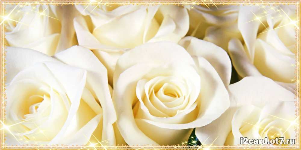 Открытка на каждый день с именем, Руслана С днем рождения розочки белого цвета на открытке Прикольная открытка с пожеланием онлайн скачать бесплатно 