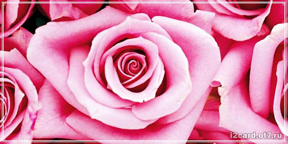 Открытка на каждый день с именем, Живчик С днем рождения открытка с розовой розой на день рождения Прикольная открытка с пожеланием онлайн скачать бесплатно 