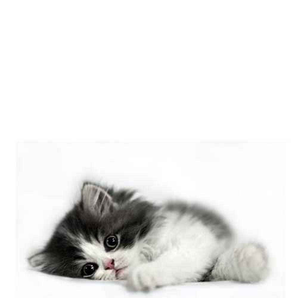 Открытка на каждый день с именем, Айжан Спасибо черный и белый кот Прикольная открытка с пожеланием онлайн скачать бесплатно 