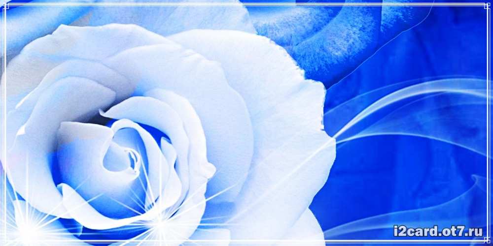 Открытка на каждый день с именем, Свежая С днем рождения белая роза на голубом фоне Прикольная открытка с пожеланием онлайн скачать бесплатно 