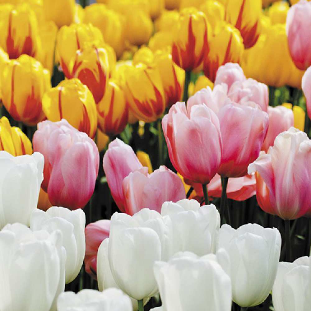 Открытка на каждый день с именем, Шанель C 8 МАРТА разноцветные цветы Прикольная открытка с пожеланием онлайн скачать бесплатно 