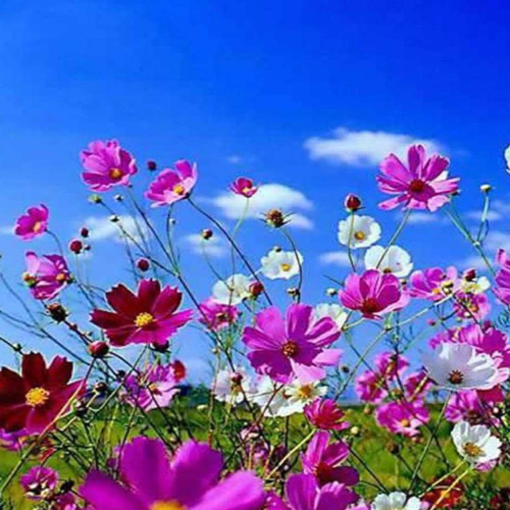 Открытка на каждый день с именем, Мирослава Доброе утро сиреневые цветы Прикольная открытка с пожеланием онлайн скачать бесплатно 