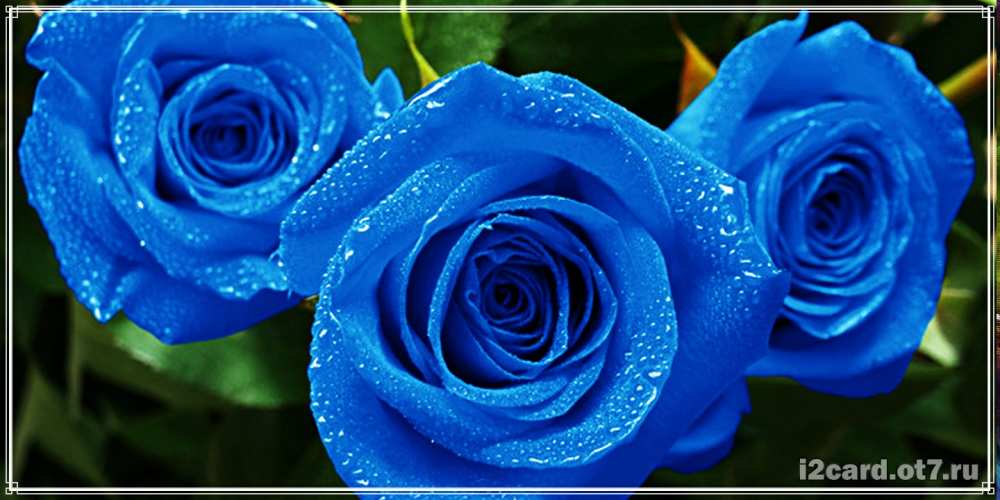 Открытка на каждый день с именем, Олененок С днем рождения розы с синим цветом Прикольная открытка с пожеланием онлайн скачать бесплатно 