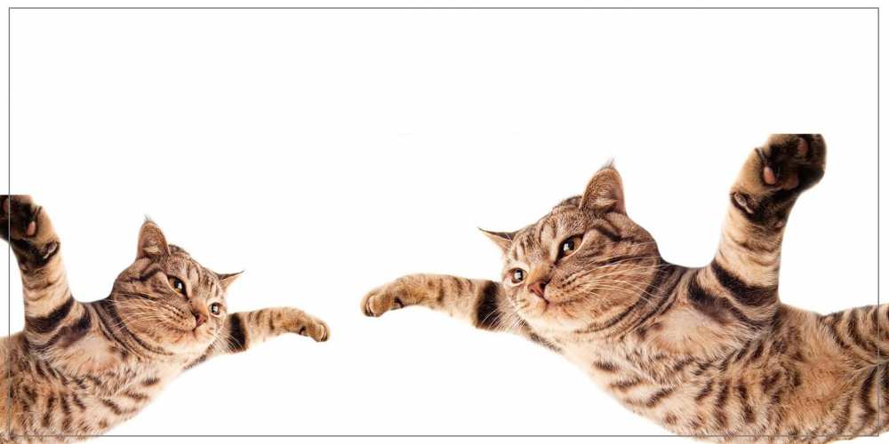 Открытка на каждый день с именем, Зорро Привет кот Прикольная открытка с пожеланием онлайн скачать бесплатно 