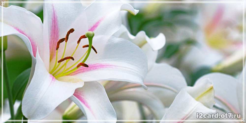 Открытка на каждый день с именем, завлекающая С днем рождения открытка с белой лилией Прикольная открытка с пожеланием онлайн скачать бесплатно 