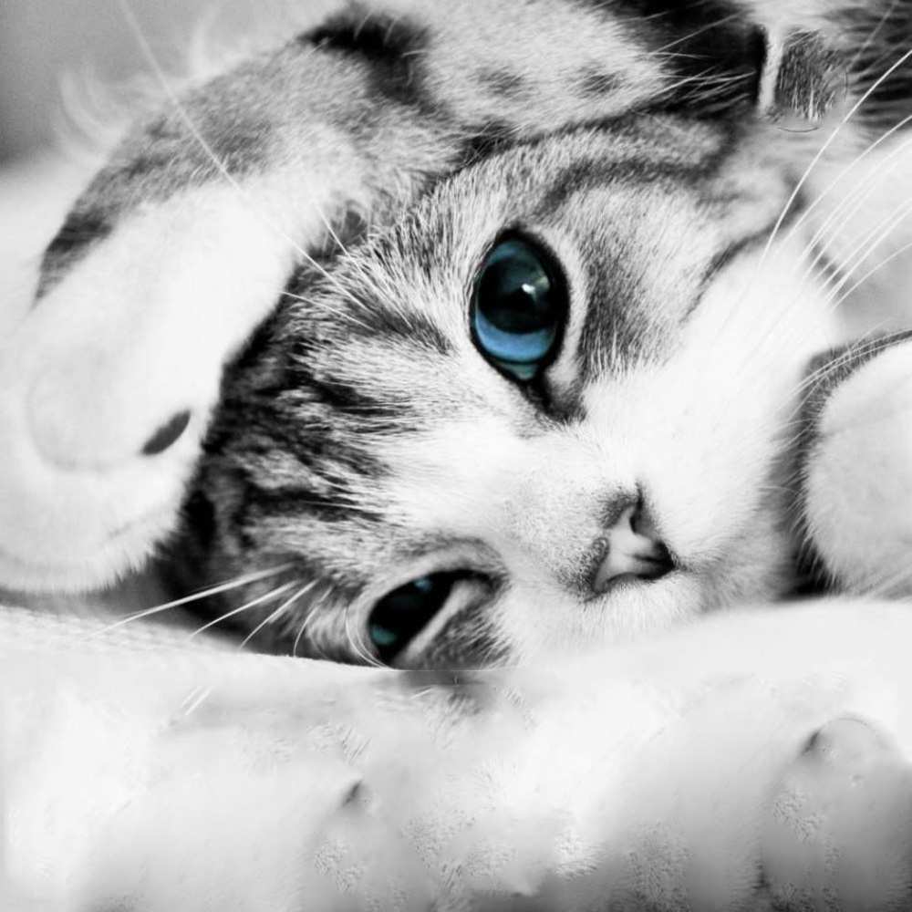 Открытка на каждый день с именем, Доля Спокойной ночи кот устал Прикольная открытка с пожеланием онлайн скачать бесплатно 