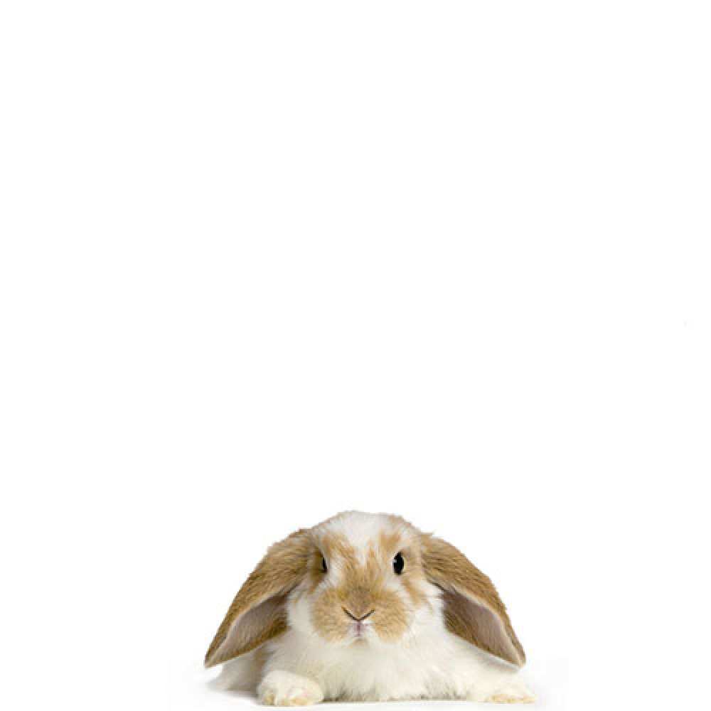 Открытка на каждый день с именем, Марта Не грусти коричнево белый заяц с большими ушками Прикольная открытка с пожеланием онлайн скачать бесплатно 