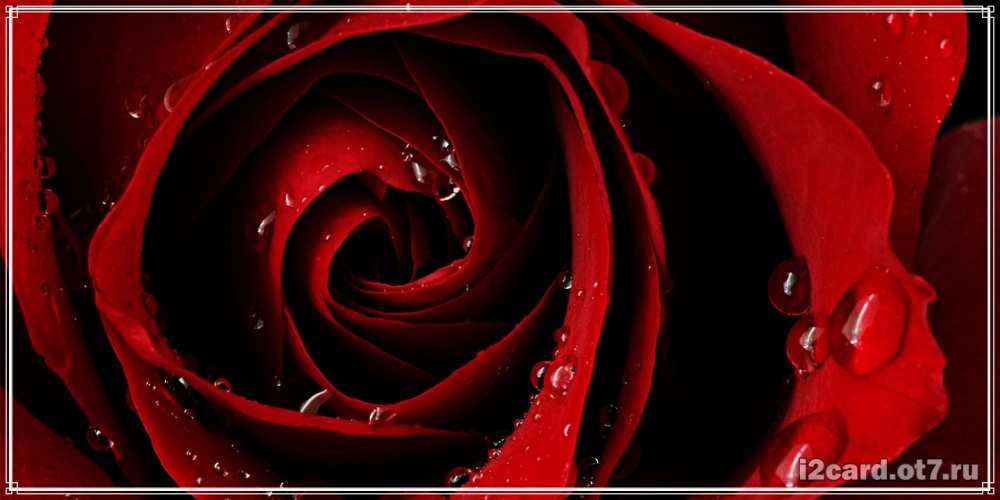 Открытка на каждый день с именем, Салтанат С днем рождения крупная бордовая роза Прикольная открытка с пожеланием онлайн скачать бесплатно 