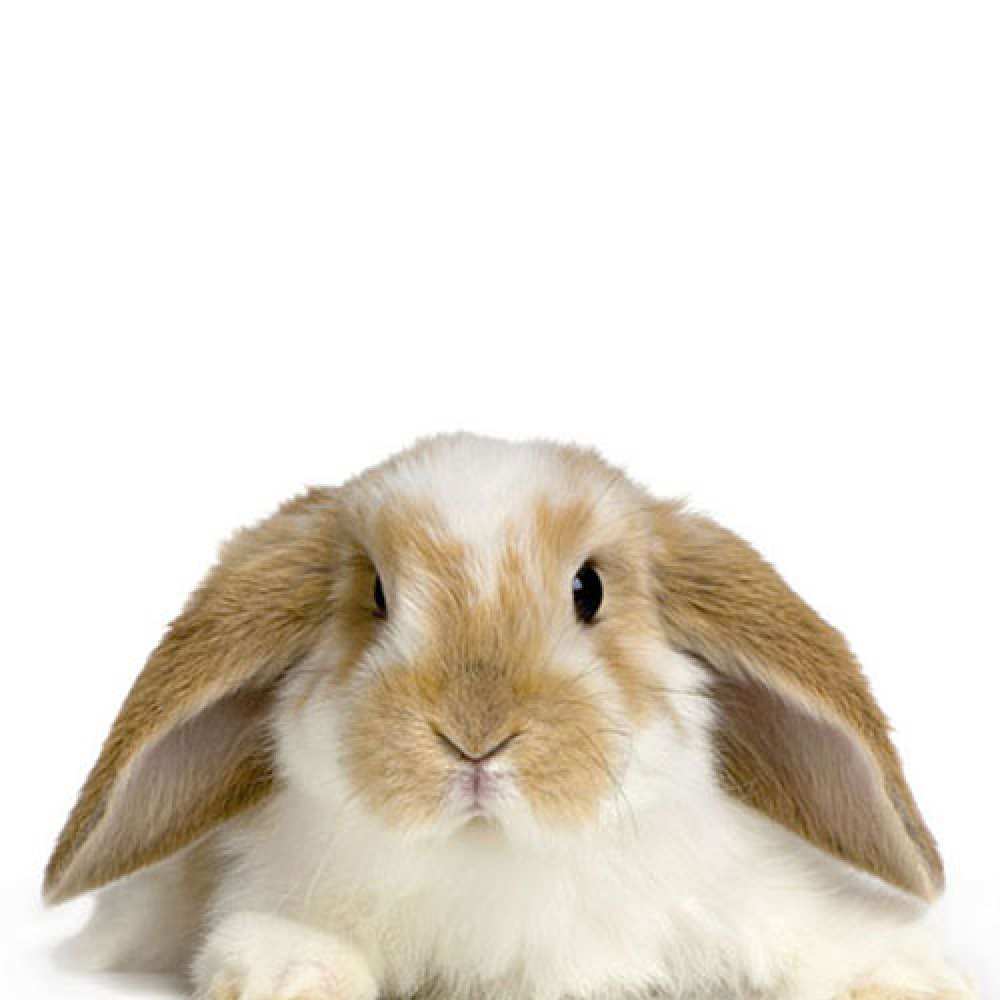 Открытка на каждый день с именем, Наталья Спасибо коричнево белый заяц Прикольная открытка с пожеланием онлайн скачать бесплатно 