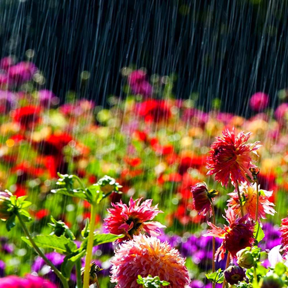 Открытка на каждый день с именем, Ирена C 8 МАРТА цветы под дождиком к международному женскому дню Прикольная открытка с пожеланием онлайн скачать бесплатно 