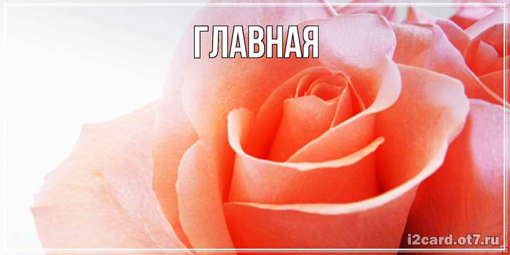 Открытка на каждый день с именем, настя Главная открытка на день Святого Валентина с розовой розой Прикольная открытка с пожеланием онлайн скачать бесплатно 