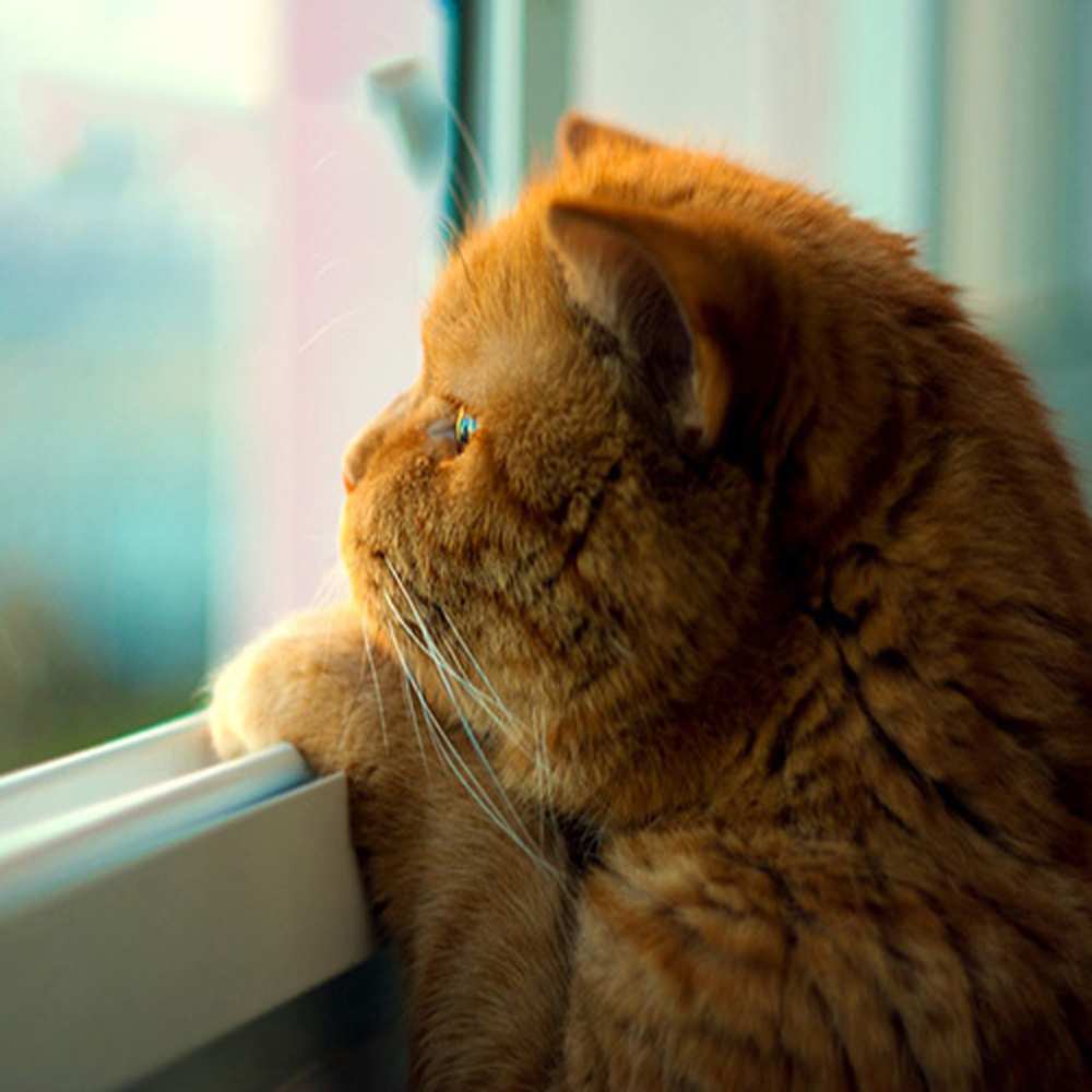 Открытка на каждый день с именем, Стоян Хочу обнять тебя большой огромный рыжий котяра Прикольная открытка с пожеланием онлайн скачать бесплатно 