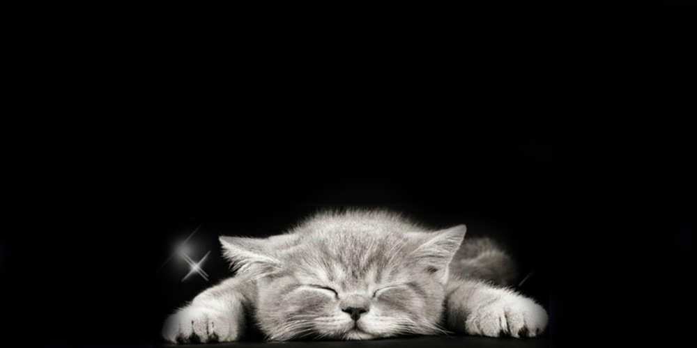 Открытка на каждый день с именем, Енотик Спокойной ночи спящий котик Прикольная открытка с пожеланием онлайн скачать бесплатно 