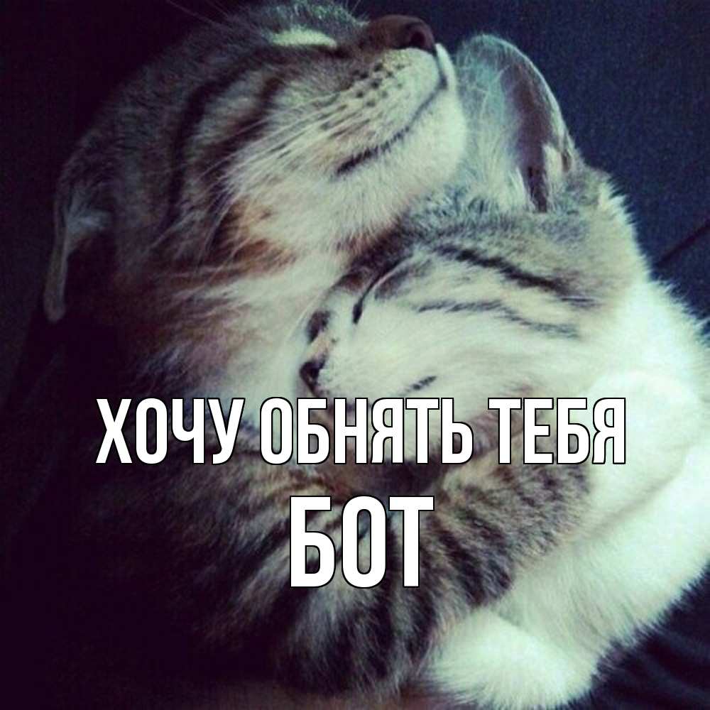Открытка на каждый день с именем, Бот Хочу обнять тебя полосатики Прикольная открытка с пожеланием онлайн скачать бесплатно 