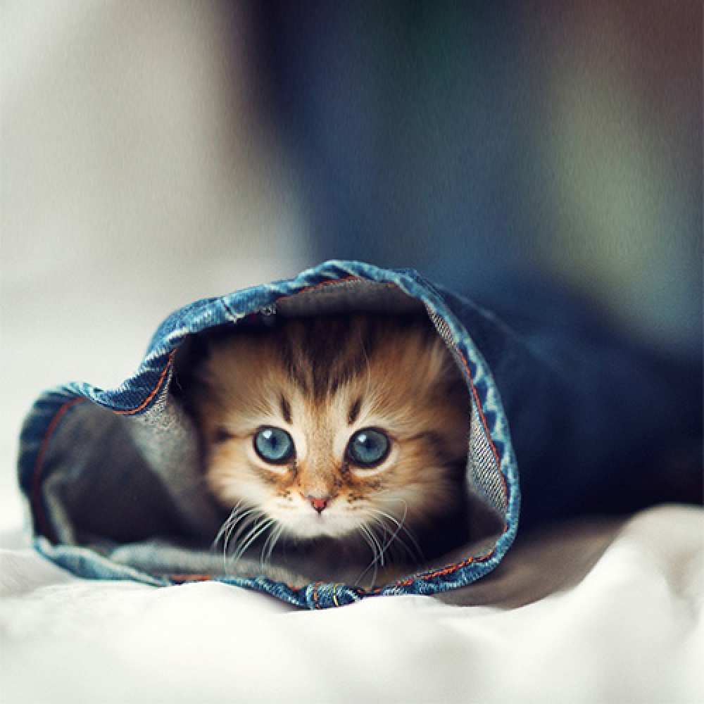 Открытка на каждый день с именем, Шалунья Не грусти кот в одежде Прикольная открытка с пожеланием онлайн скачать бесплатно 