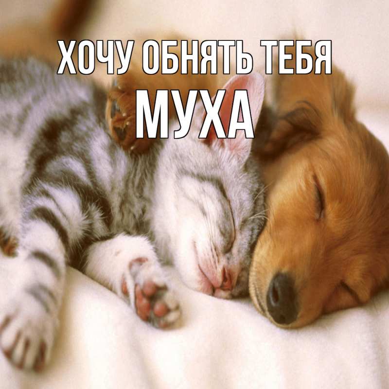 Картинка Хочу обнять тебя, Муха