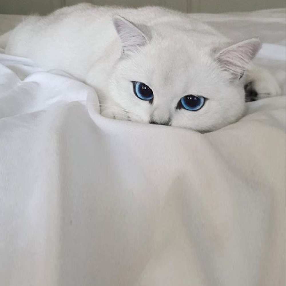 Открытка на каждый день с именем, обольстительница Не грусти белый кот с голубыми глазами на белоснежной кровати Прикольная открытка с пожеланием онлайн скачать бесплатно 