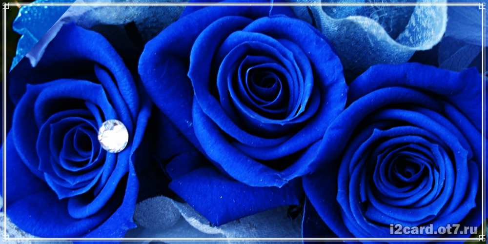 Открытка на каждый день с именем, Веня С днем рождения синие розы в росе Прикольная открытка с пожеланием онлайн скачать бесплатно 