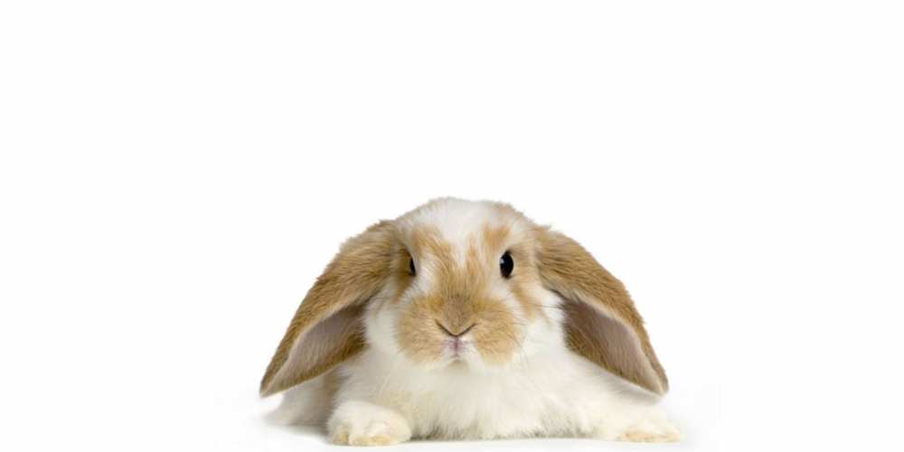 Открытка на каждый день с именем, Вилли Выздоравливай вислоухий кролик белого и коричневого цвета Прикольная открытка с пожеланием онлайн скачать бесплатно 