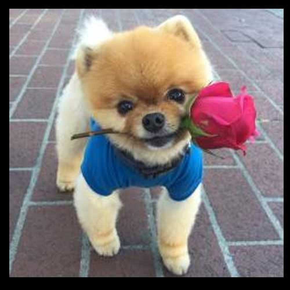 Открытка на каждый день с именем, херувимчик Привет роза в зубах у собаки Прикольная открытка с пожеланием онлайн скачать бесплатно 