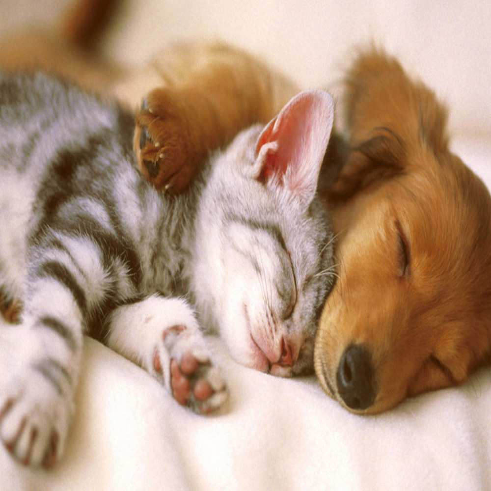 Открытка на каждый день с именем, Стрекозючка Хочу обнять тебя пес и котенок Прикольная открытка с пожеланием онлайн скачать бесплатно 