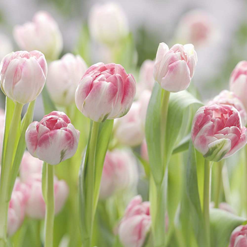 Открытка на каждый день с именем, Фридрих C 8 МАРТА цветы Прикольная открытка с пожеланием онлайн скачать бесплатно 