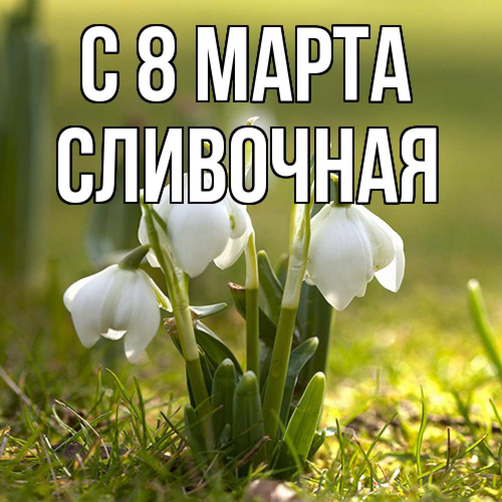 Открытка на каждый день с именем, Сливочная C 8 МАРТА ранние цветы 2 Прикольная открытка с пожеланием онлайн скачать бесплатно 