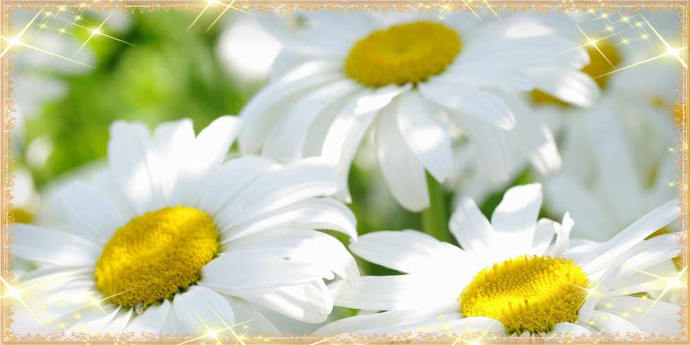 Открытка на каждый день с именем, Крошка C 8 МАРТА красивые открытки с белыми цветами на международный женский день Прикольная открытка с пожеланием онлайн скачать бесплатно 