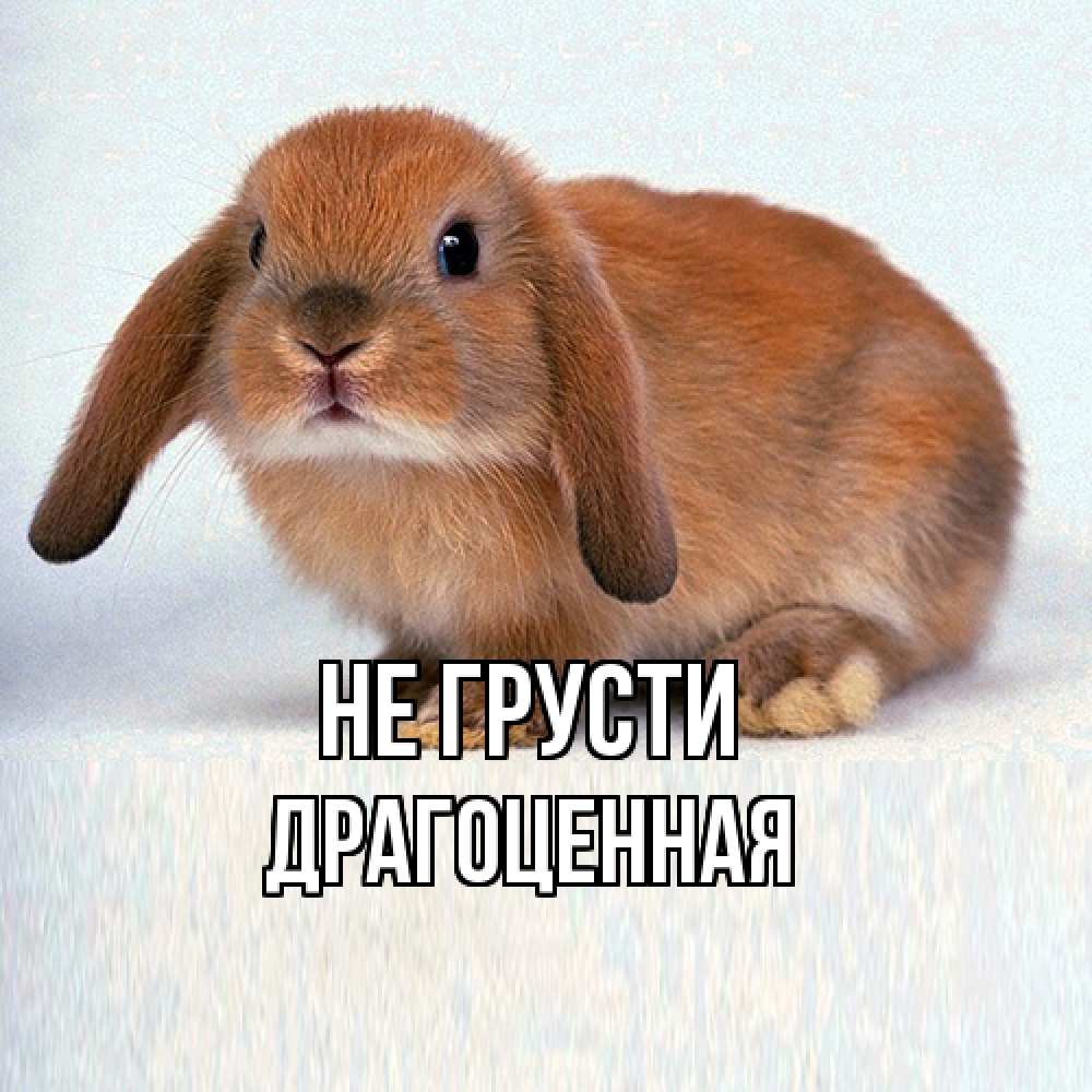 Открытка на каждый день с именем, Дpагоценная Не грусти вислоухий рыжий кролик Прикольная открытка с пожеланием онлайн скачать бесплатно 