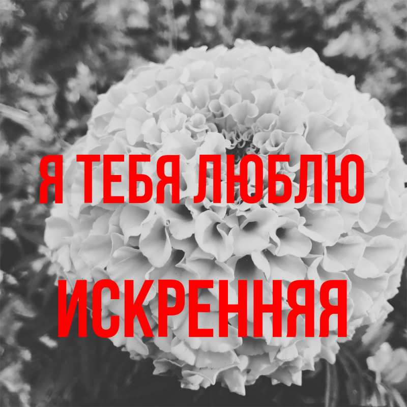 Картинка Я тебя люблю, Искренняя