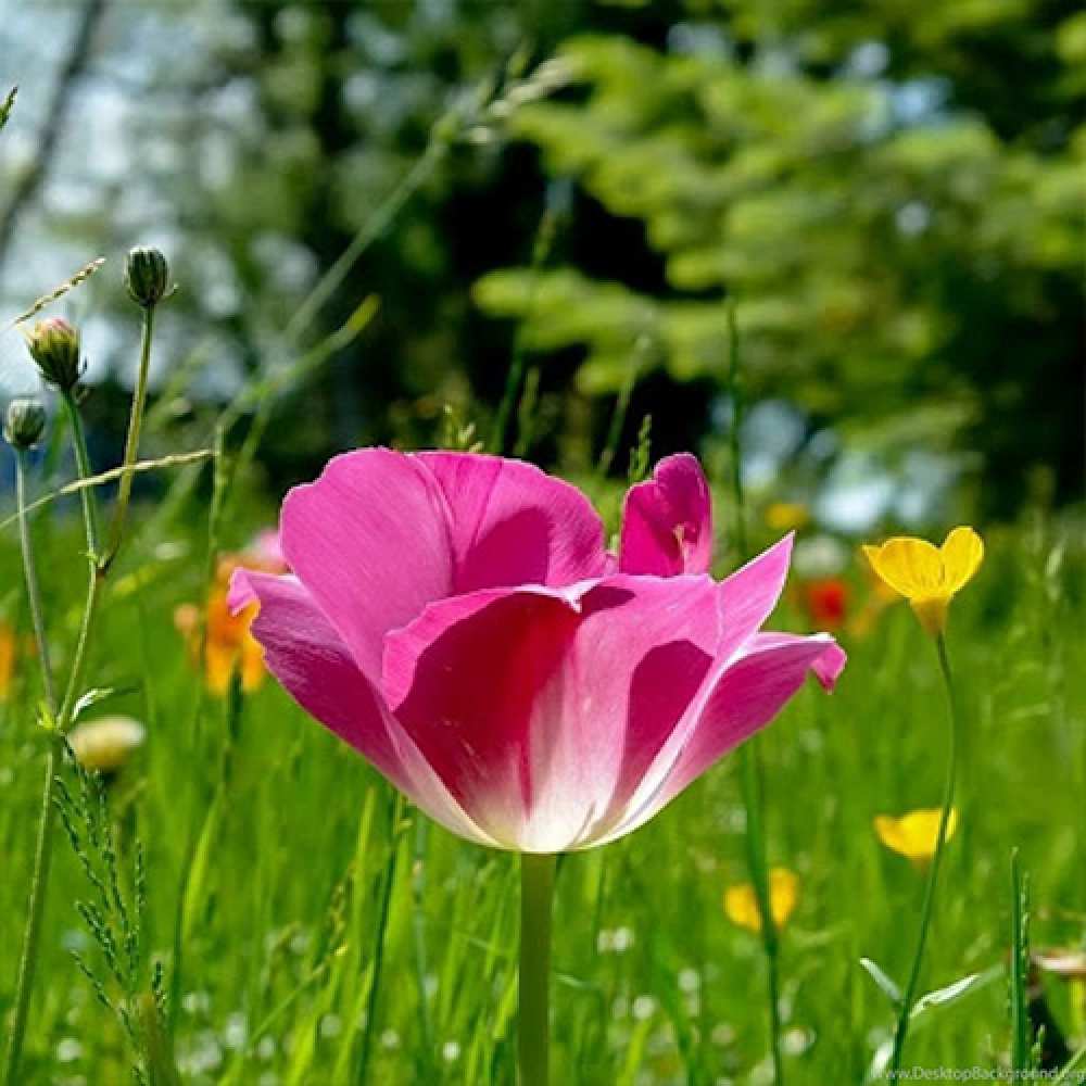 Открытка на каждый день с именем, сладкая C 8 МАРТА полевые цветы Прикольная открытка с пожеланием онлайн скачать бесплатно 