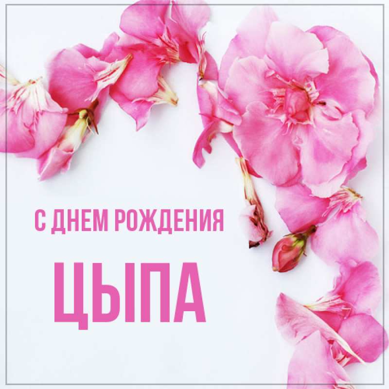 Картинка С днем рождения, Цыпа