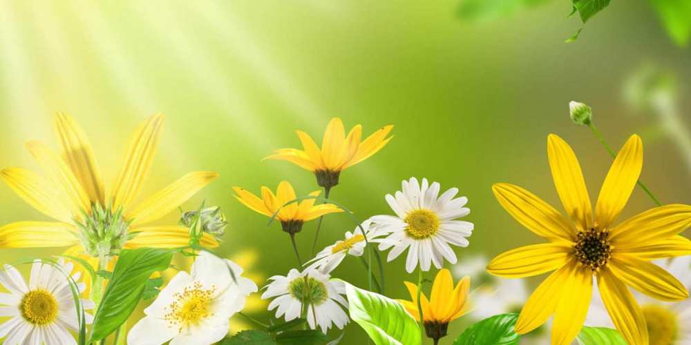 Открытка на каждый день с именем, Фаина Хорошего настроения цветы Прикольная открытка с пожеланием онлайн скачать бесплатно 
