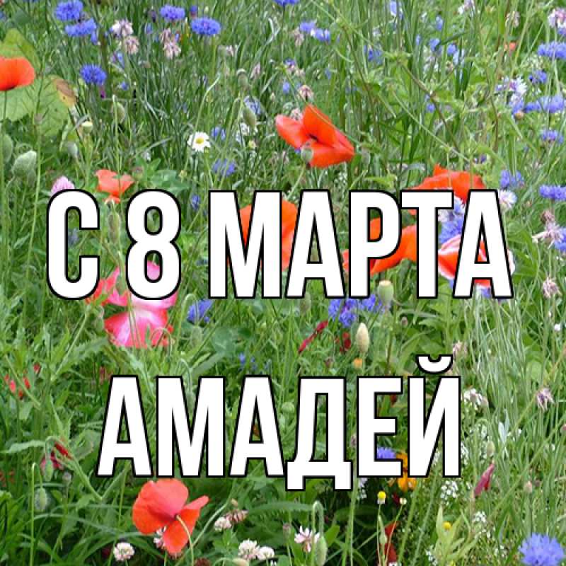 Картинка C 8 МАРТА, Амадей